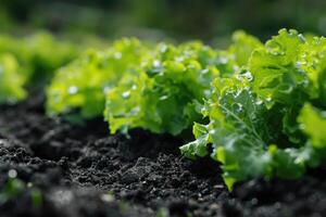 biologique agriculture salade dans noir sol. photo