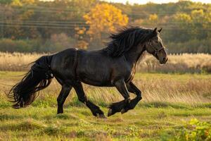 une majestueux frison cheval trot gracieusement à travers une ensoleillé pâturage. photo