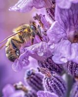 abeille sur violet lavande fleur dans le Prairie photo