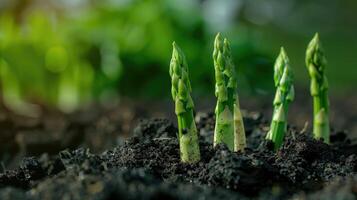 biologique agriculture asperges dans noir sol. photo