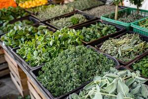 biologique herbes sur le marché. photo