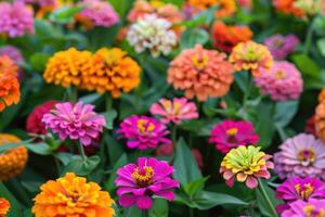 dans une fleur lit dans une grand nombre divers zinnias grandir et fleurir. photo