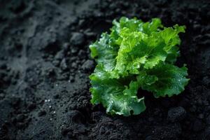 biologique agriculture salade dans noir sol. photo