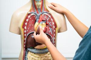 étudiant adolescent apprentissage anatomie la biologie avec Humain corps modèle dans salle de cours à haute école. photo