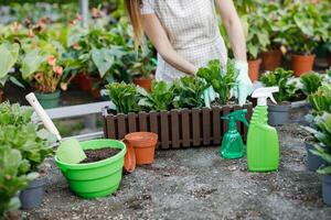 proche en haut de Jeune femme greffes les plantes et prend se soucier de pots de fleurs dans serre. photo