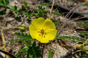 le Jaune fleur de les diables épine. photo