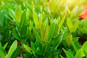 brillant ixora feuilles photo