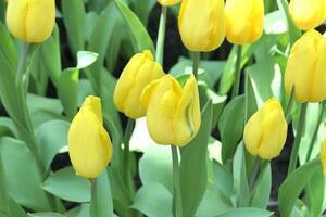 tulipes fleur magnifique dans jardin plante photo