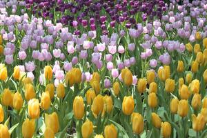 tulipes fleur magnifique dans jardin plante photo