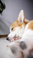 mignonne pembroke gallois corgi dormant, paisible adorable du repos photo