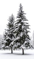 neige couvert sapins photo