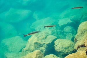 tropical poisson dans mer l'eau comme Contexte. photo