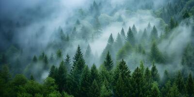 grand sapin des arbres supporter dans une brumeux forêt, avec le brouillard doucement émouvant le des arbres, création une magique et paisible atmosphère photo