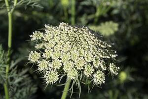 le fleuri carottes dans le famille jardin photo