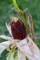 épi de rouge fraise blé sur le plante photo