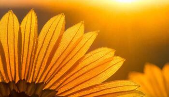 tournesol au coucher du soleil photo