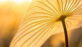 une proche en haut de une feuille avec le Soleil brillant par photo