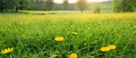 magnifique vert herbe et sauvage Jaune fleurs sur le pelouse en plein air dans Matin. printemps été Naturel Contexte. photo