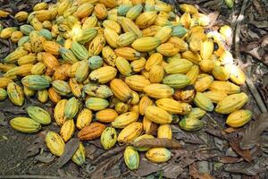 cacao récolte dans belém faire para, Brésil photo