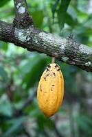 cacao récolte dans belém faire para, Brésil photo