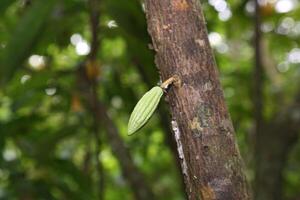 cacao récolte dans belém faire para, Brésil photo