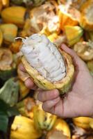 cacao récolte dans belém faire para, Brésil photo