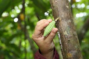 cacao récolte dans belém faire para, Brésil photo