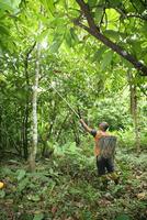 collectionneur en marchant dans le forêt de le cacao plantation photo