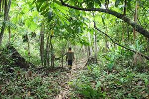 collectionneur en marchant dans le forêt de le cacao plantation photo