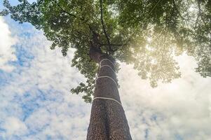 à la recherche en haut de au dessous de voyant des arbres avec lumière du soleil photo