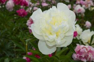 une blanc fleur de une épanouissement pivoine avec délicat pétales contre une Contexte de verdure fleurit dans une ville parc. photo