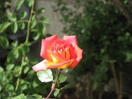 Célibataire rouge jaune Rose dans jardin dans prilep, macédoine photo