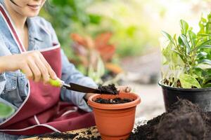 femme plante et prendre se soucier des arbres dans pots de fleurs comme loisir et se détendre. plante Ventes petit entreprise. maison jardin, jungle, jardinier, fleur décoration, vert, content mode de vie, Accueil jardinage, free-lance. photo