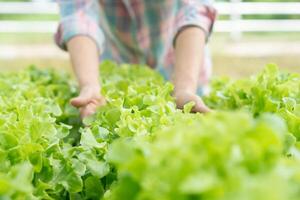 agriculture biologique, saladerie. les agriculteurs récoltent les légumes à salade dans des caisses en bois sous la pluie. les légumes hydroponiques poussent naturellement. jardin de serre, biologique écologique, sain, végétarien, écologie photo