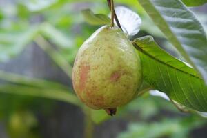 goyave fruit sur le arbre dans le jardin avec vert feuilles Contexte photo