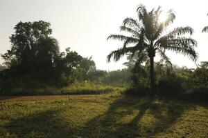 village la vie après lever du soleil dans Bénin photo