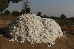 village dans le Nord de Bénin avec le Nom Kalalé. croissance coton est un de le des choses de leur gains. photo