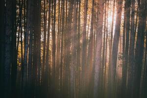 rayons de soleil éclairant le les troncs de pin des arbres à le coucher du soleil ou lever du soleil dans un de bonne heure hiver pin forêt. esthétique de ancien film. photo