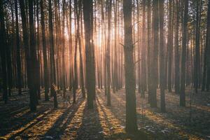 rayons de soleil éclairant le les troncs de pin des arbres à le coucher du soleil ou lever du soleil dans un de bonne heure hiver pin forêt. esthétique de ancien film. photo