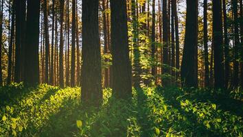 le coucher du soleil ou Aube dans une pin forêt dans printemps ou de bonne heure été. le Soleil parmi le les troncs de pins. esthétique de ancien film. photo