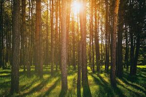 le coucher du soleil ou Aube dans une pin forêt dans printemps ou de bonne heure été. esthétique de ancien film. photo