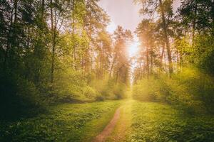 rayons de soleil diffusion par le pin des arbres et éclairant le Jeune feuillage sur le des buissons dans le pin forêt dans printemps. ancien film esthétique. photo