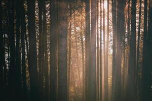 rayons de soleil éclairant le les troncs de pin des arbres à le coucher du soleil ou lever du soleil dans un de bonne heure hiver pin forêt. esthétique de ancien film. photo