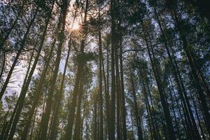 le coucher du soleil ou Aube dans une pin forêt dans printemps ou de bonne heure été. esthétique de ancien film. photo