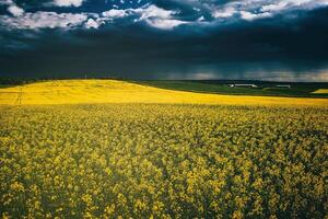 un approchant orage dans une floraison colza champ. esthétique de ancien film. photo