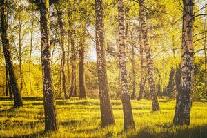 Lignes de bouleau les troncs avec Jeune feuillage, illuminé par le Soleil à coucher ou Aube dans printemps. ancien film esthétique. photo