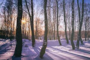 le coucher du soleil ou lever du soleil dans une bouleau bosquet avec hiver neige. Lignes de bouleau les troncs avec le du soleil des rayons. ancien caméra film esthétique. photo