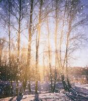 le coucher du soleil ou lever du soleil dans une bouleau bosquet avec une chute neige. Lignes de bouleau les troncs avec le du soleil des rayons. chute de neige. ancien caméra film esthétique. photo