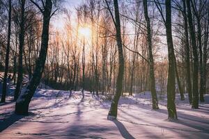 le coucher du soleil ou lever du soleil dans une bouleau bosquet avec hiver neige. Lignes de bouleau les troncs avec le du soleil des rayons. ancien caméra film esthétique. photo