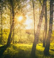 le coucher du soleil ou lever du soleil dans une printemps bouleau forêt avec brillant Jeune feuillage embrasé dans le des rayons de le Soleil. ancien film esthétique. photo